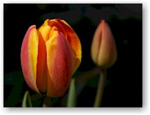 Bloemkwekerij Versteegen: Tulp